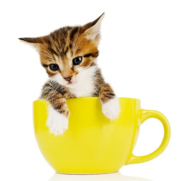 sevimli küçük kedi üzerinde beyaz izole Kupası