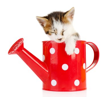 sevimli küçük kedi yavrusu sulama üzerine beyaz izole olabilir