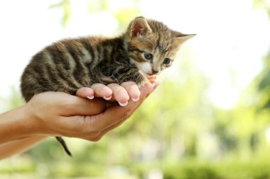açık havada eller de sevimli küçük kedi