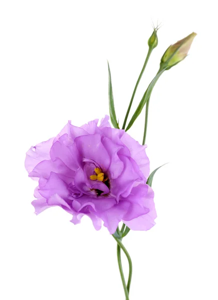 Фиолетовая искусственная эустома, изолированная на белом — стоковое фото