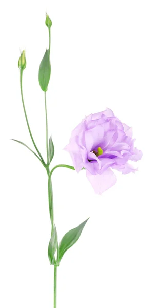 Purple artificial eustoma, isolated on white — Stock Photo, Image