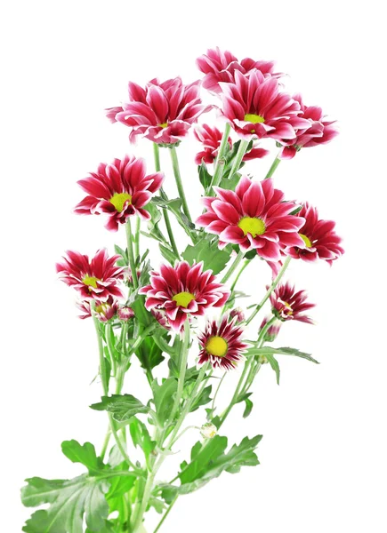 Beautiful chrysanthemum flowers, isolated on white — Stock Photo, Image