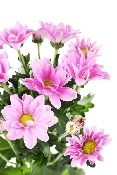 Güzel kasımpatı çiçekleri, üzerinde beyaz izole — Stok fotoğraf