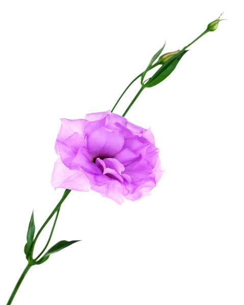 Purpurfarbenes künstliches Eustoma, isoliert auf weiß — Stockfoto
