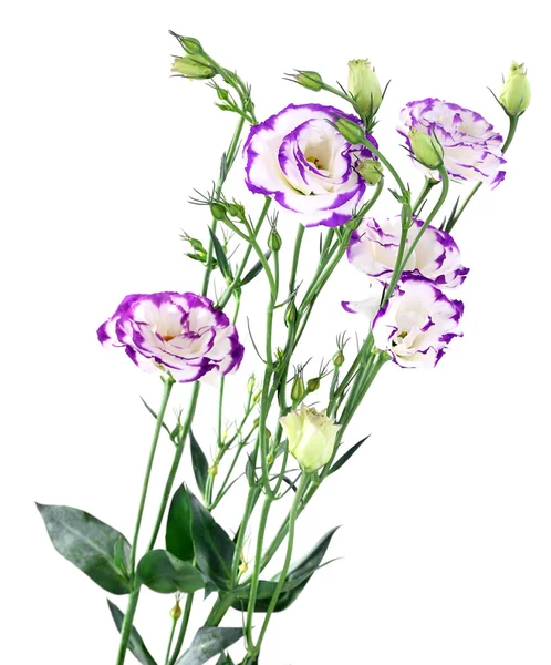 Eustoma artificiale viola, isolato su bianco — Foto Stock