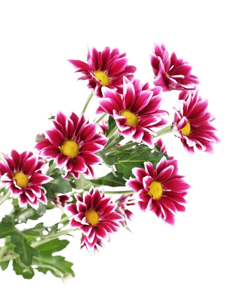 Beautiful chrysanthemum flowers, isolated on white — Stock Photo, Image