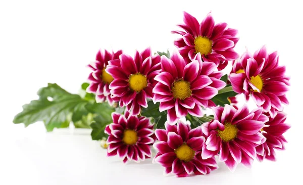 Beautiful chrysanthemum flowers, isolated on white — Stock Photo, Image