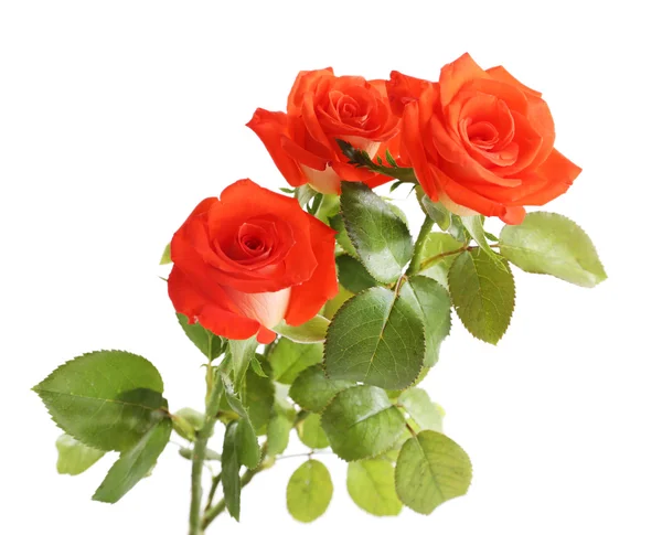 Hermosas rosas, aisladas en blanco — Foto de Stock