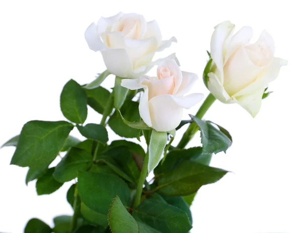 Όμορφα τριαντάφυλλα, που απομονώνονται σε λευκό — Φωτογραφία Αρχείου