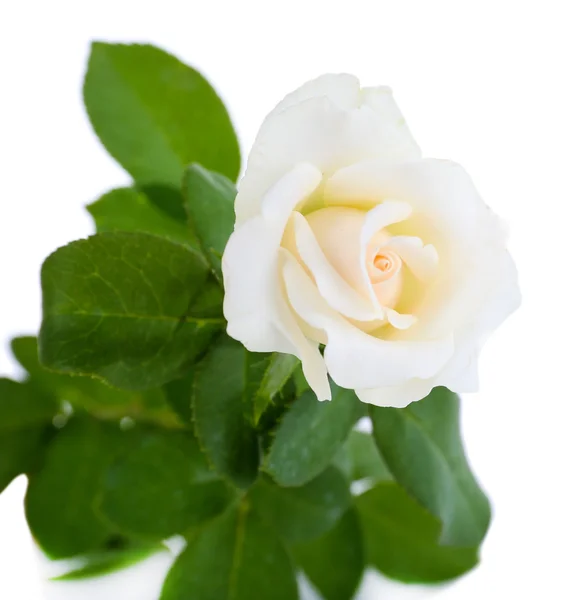 Hermosa rosa, aislada en blanco — Foto de Stock