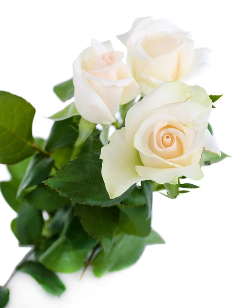 Hermosas rosas, aisladas en blanco — Foto de Stock