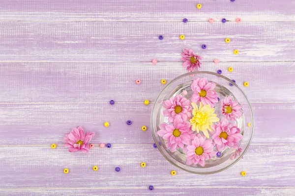 Piękne chryzantemowe kwiecie na fioletowym tle drewniane — Zdjęcie stockowe