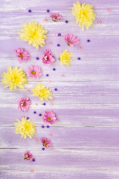 Piękne chryzantemowe kwiecie na fioletowym tle drewniane — Zdjęcie stockowe