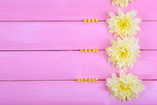 Beautiful chrysanthemum flowers on pink wooden background — Stock Photo, Image