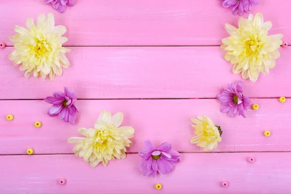 Schöne Chrysanthemenblüten auf rosa Holzgrund — Stockfoto