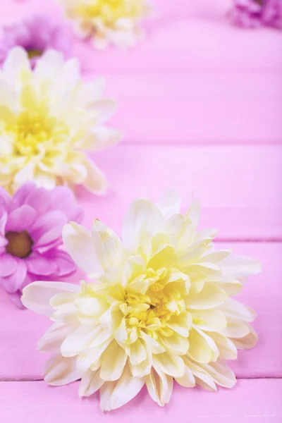 Mooie chrysant bloemen op roze houten achtergrond — Stockfoto