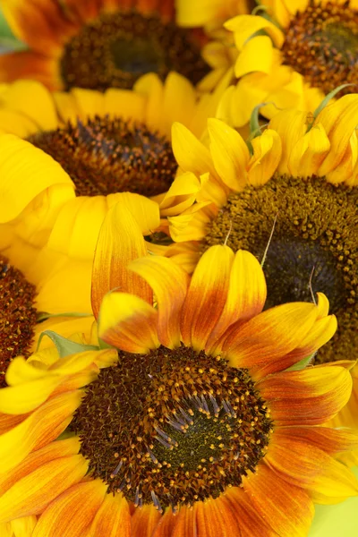 Schöne Sonnenblumen hautnah — Stockfoto