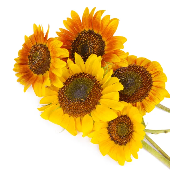 Beautiful sunflowers isolated on white — Stock Photo, Image