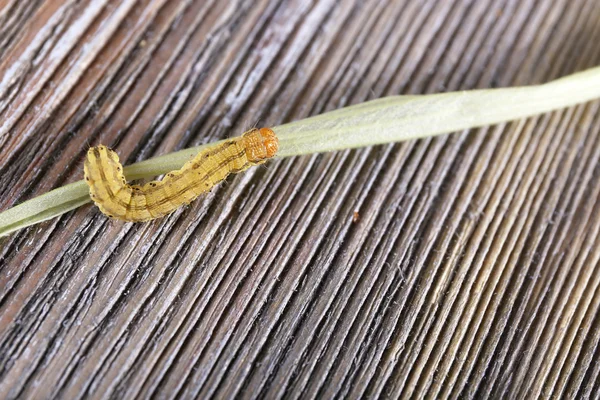 Tiny yellow caterpillar — Stock Photo, Image