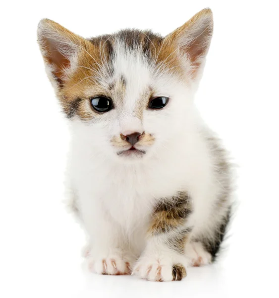 Cute little kitten, isolated on white — Stock Photo, Image