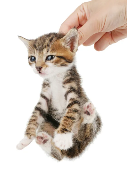 Cute little kitten in hand isolated on white — Stock Photo, Image
