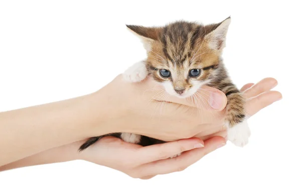 Søt liten kattunge med isolert hånd på hvitt – stockfoto