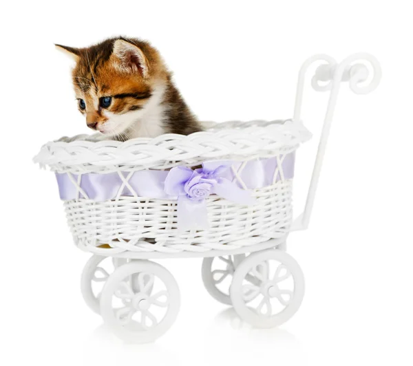 白で隔離されるベビーカーでかわいい小さな子猫 — ストック写真