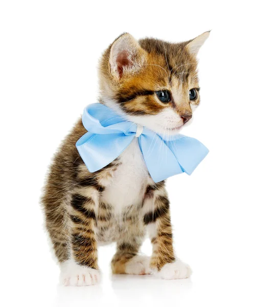 Cute little kitten with bow isolated on white — Stock Photo, Image