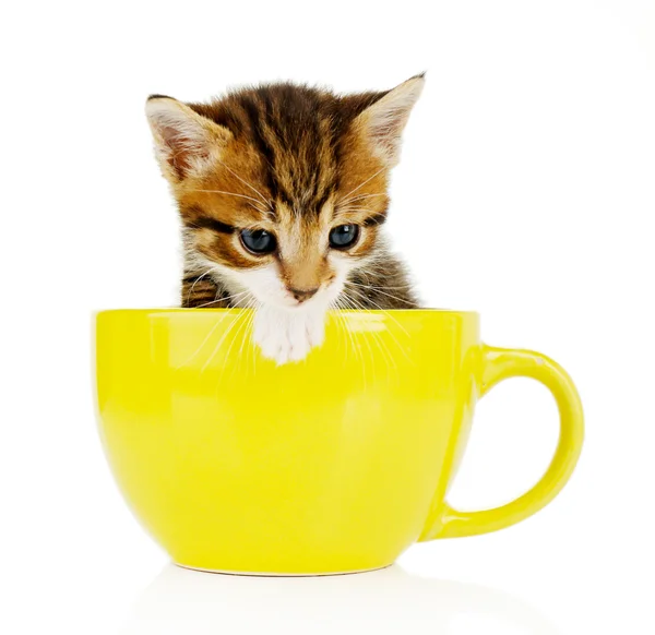 Cute little kitten in cup isolated on white — Stock Photo, Image