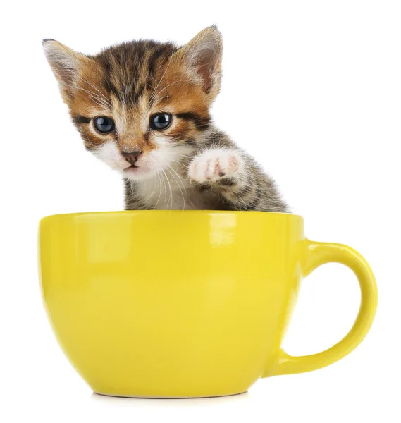 Leuk weinig katje in cup geïsoleerd op wit — Stockfoto