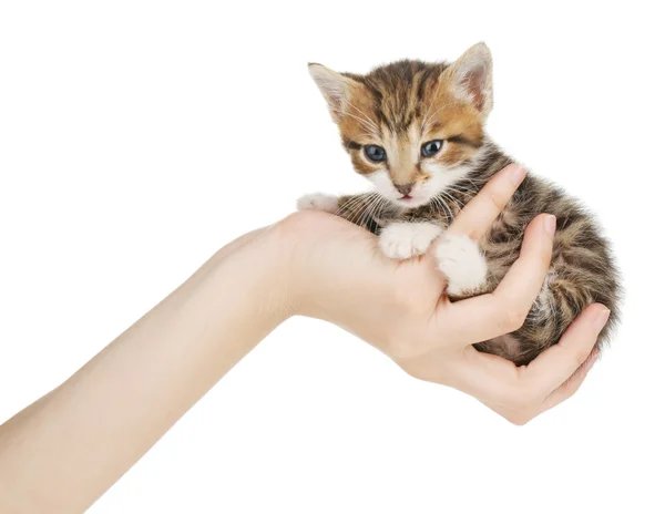 Söt liten kattunge i handen isolerad på vit — Stockfoto