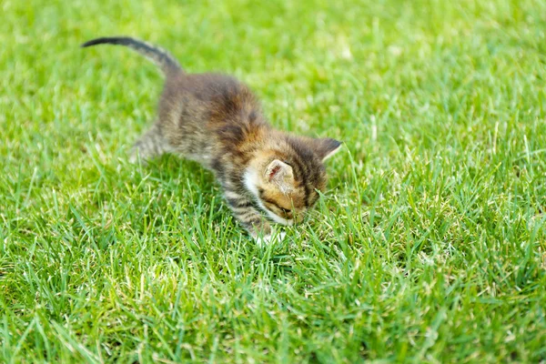 屋外の芝生の上のかわいい小さな子猫 — ストック写真