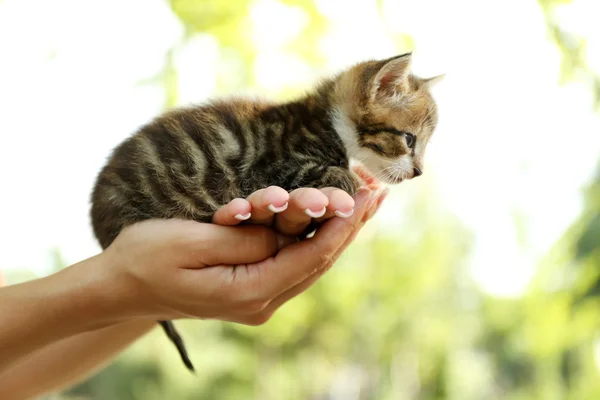 Cute little kitten in hands outdoors — Stock Photo, Image