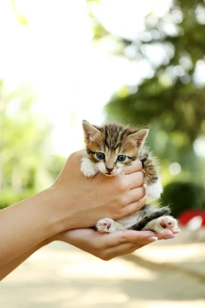 Cute little kitten in hands outdoors — Stock Photo, Image