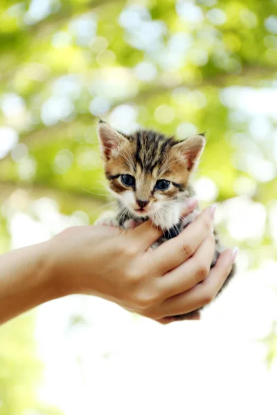 Lindo gatito en la mano al aire libre — Foto de Stock