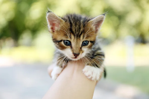 かわいい子猫屋外の手に — ストック写真