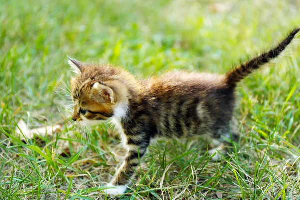 Ładny mały kotek na trawie na zewnątrz — Zdjęcie stockowe