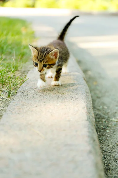 Carino piccolo gattino all'aperto — Foto Stock