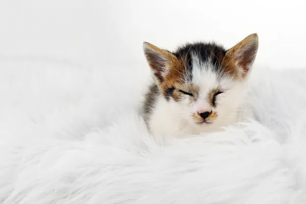 Gatinho bonito no tapete de pele — Fotografia de Stock