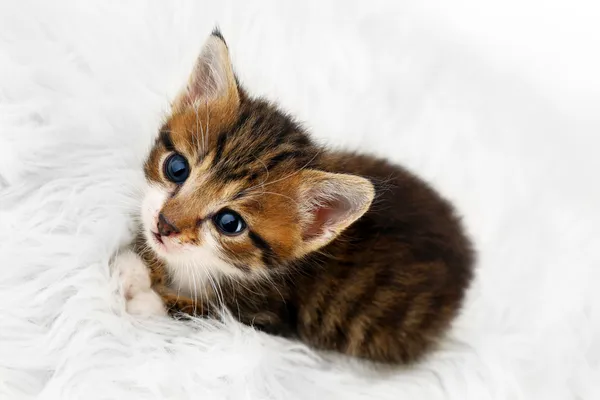 Cute little kitten on fur rug — Stock Photo, Image