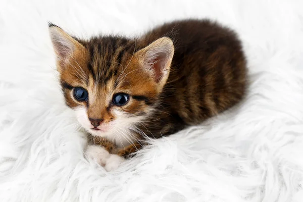 Cute little kitten on fur rug — Stock Photo, Image