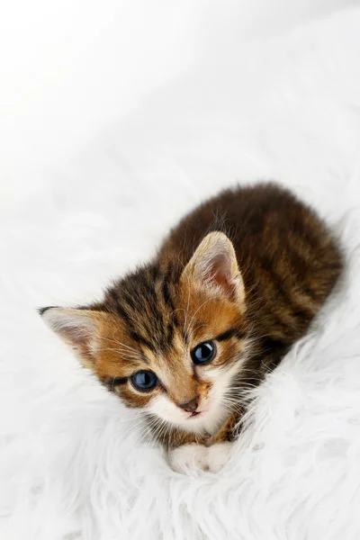 Cute little kitten on fur rug — Stock Photo, Image