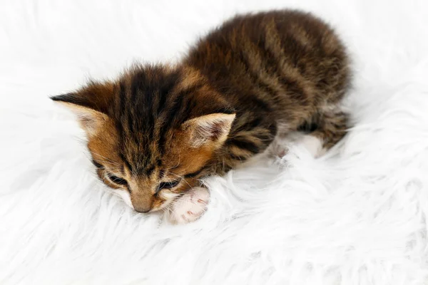 Roztomilé koťátko na kožešinové předložce — Stock fotografie