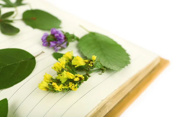 白で隔離される本に植物を乾燥 — ストック写真