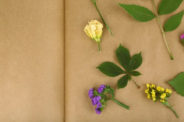 Wysychają roślin na notatnik — Zdjęcie stockowe