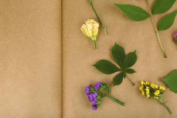 Dry up plants on scrapbook — Stock Photo, Image