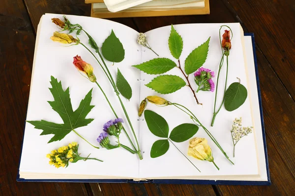 Сушить растения по книге на столе крупным планом — стоковое фото