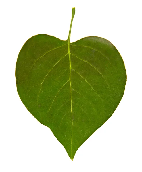 Hoja verde aislada sobre blanco — Foto de Stock