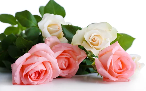 Beautiful roses, isolated on white Stock Image