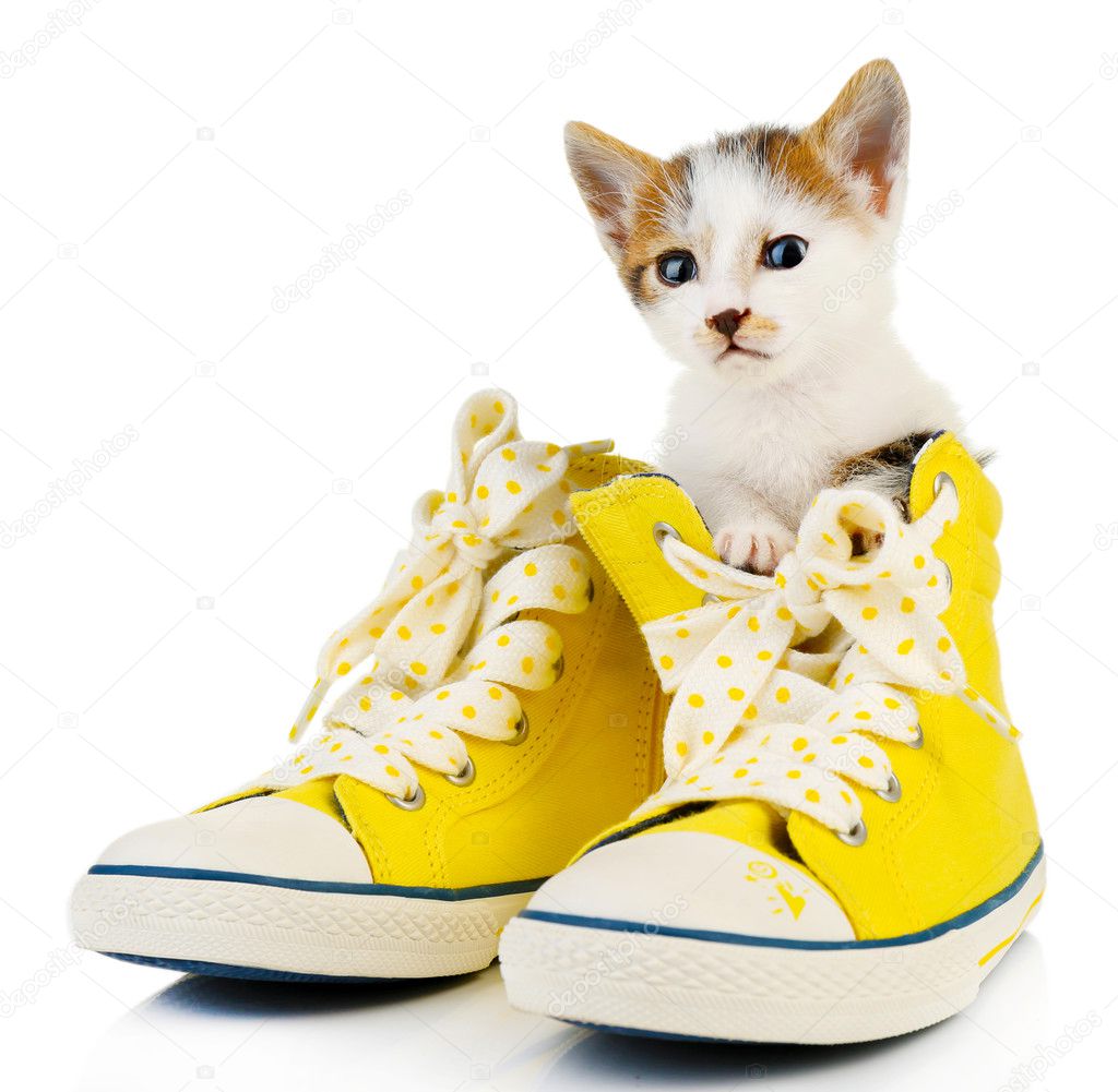 Cute little kitten in shoes isolated on white